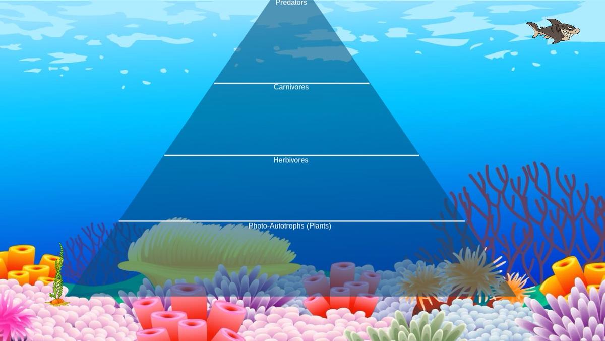 Ocean Ecological Pyramid