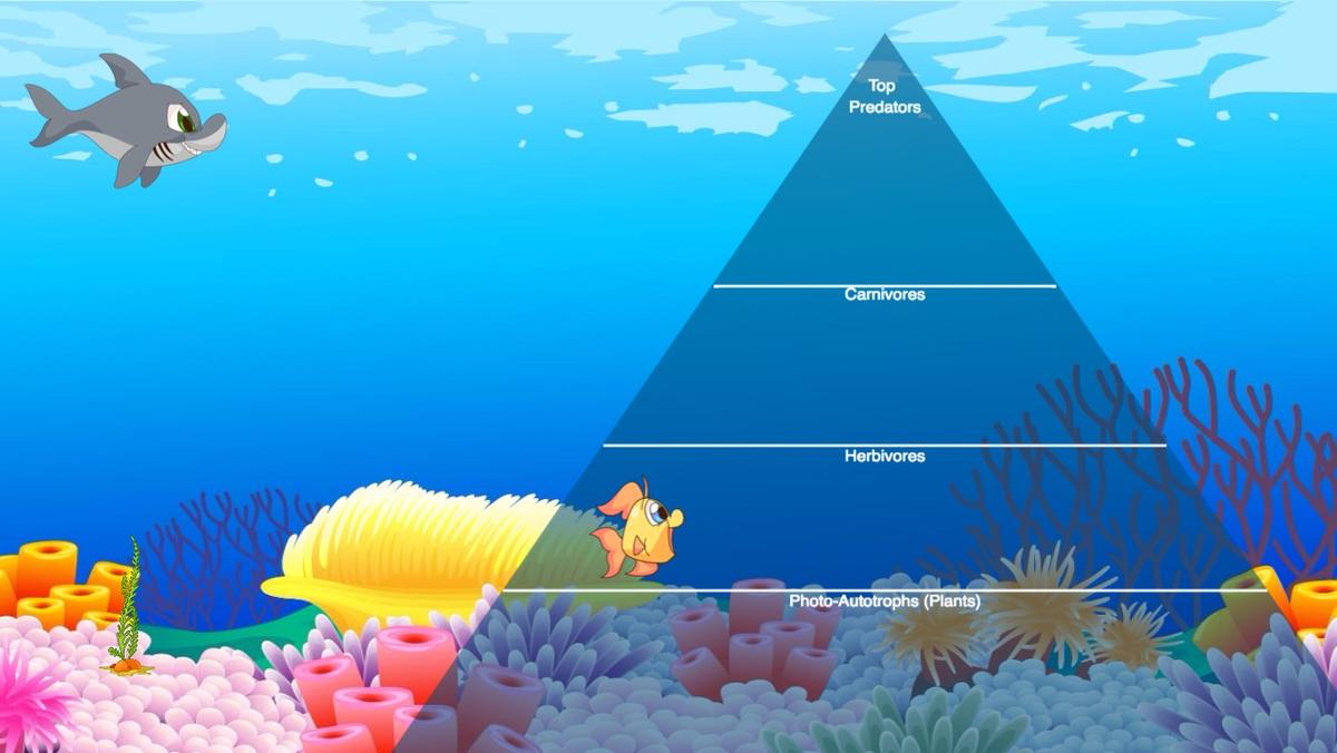 Ocean Ecological Pyramid