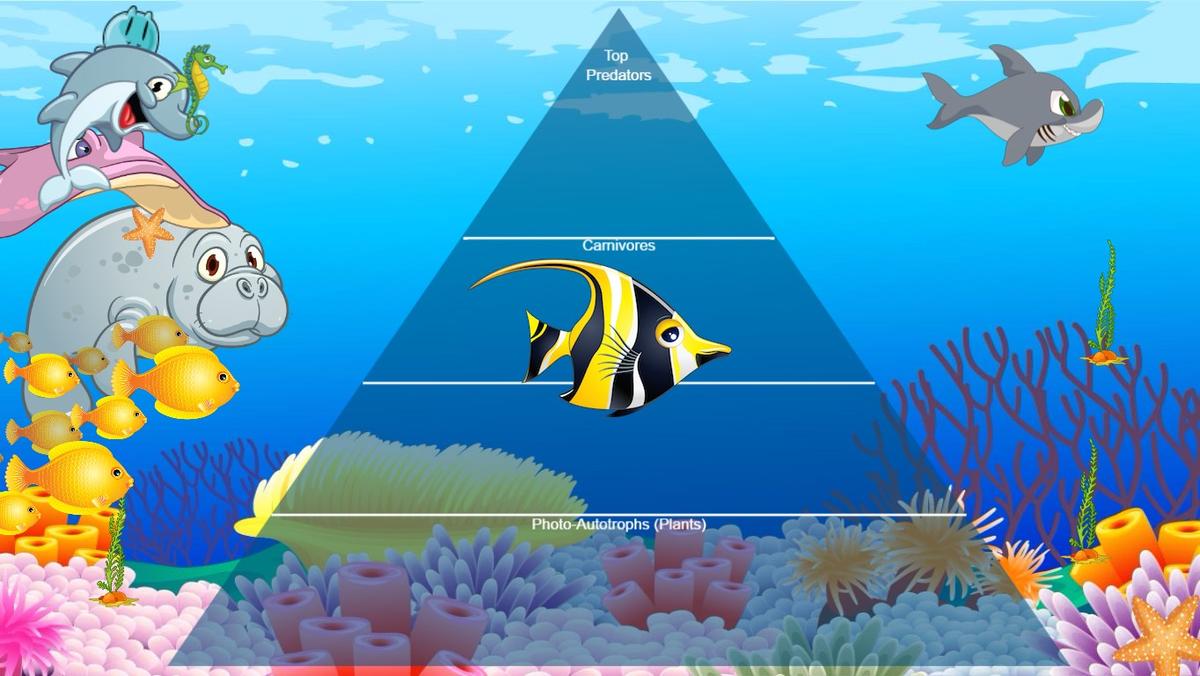 Ocean Ecological Pyramid