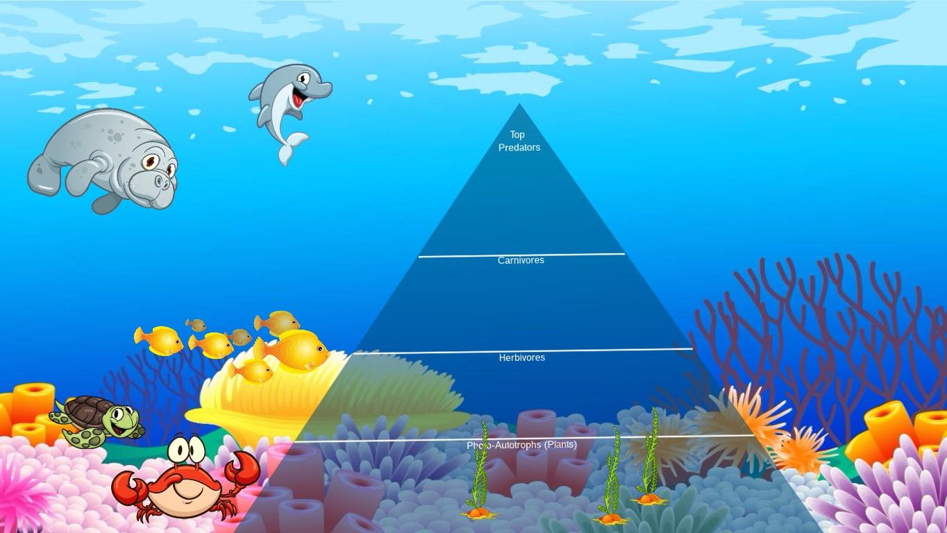 Ocean Ecological Pyramid