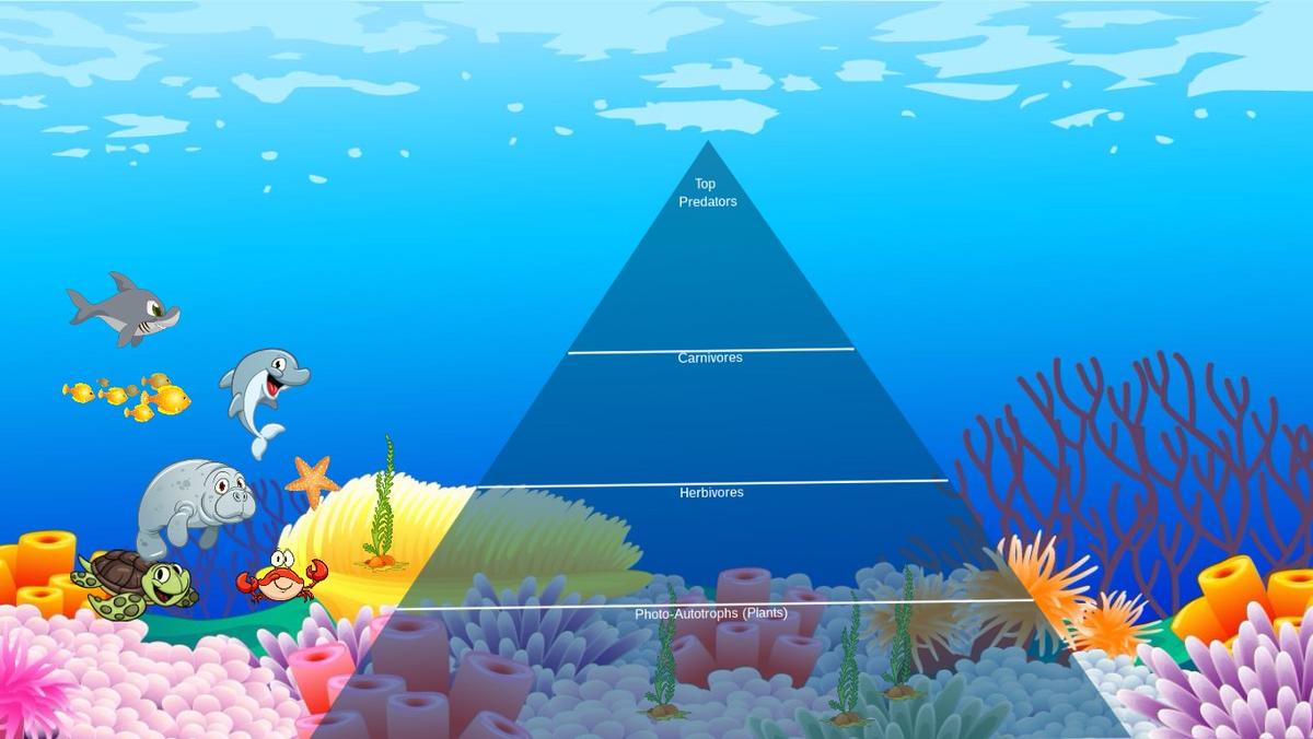 Ocean Ecological Pyramid