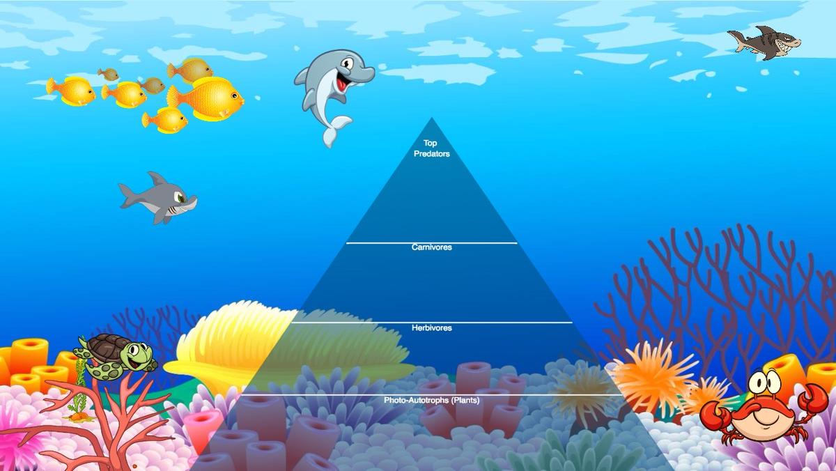 Ocean Ecological Pyramid