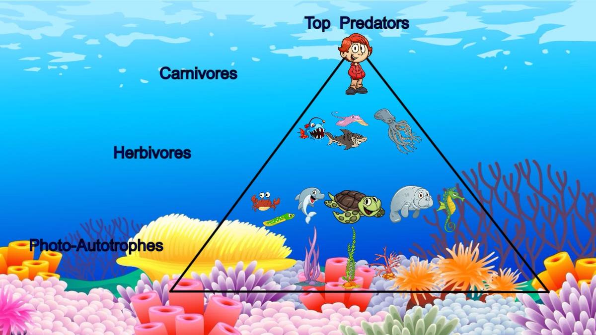 Ocean Ecological Pyramid