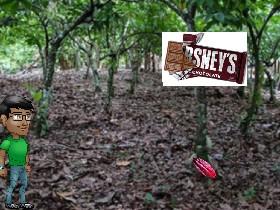 cocoa forest