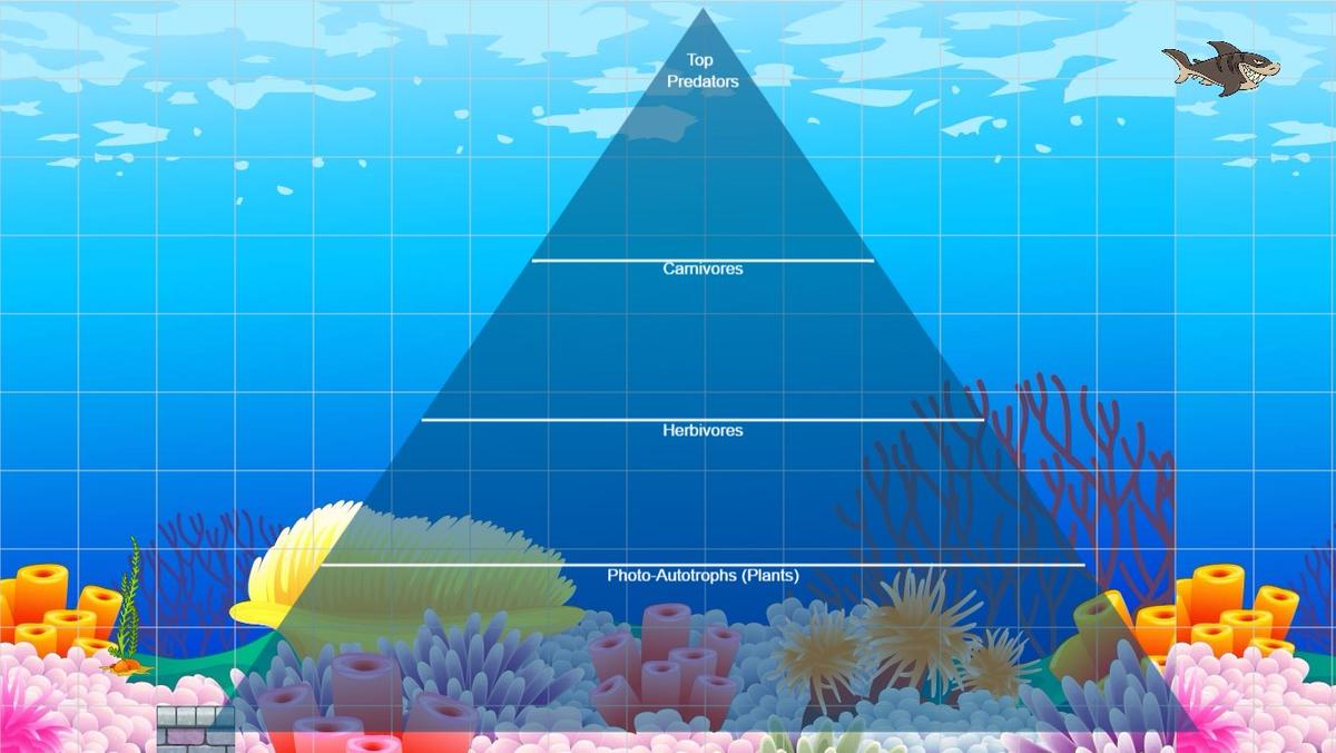 Ocean Ecological Pyramid