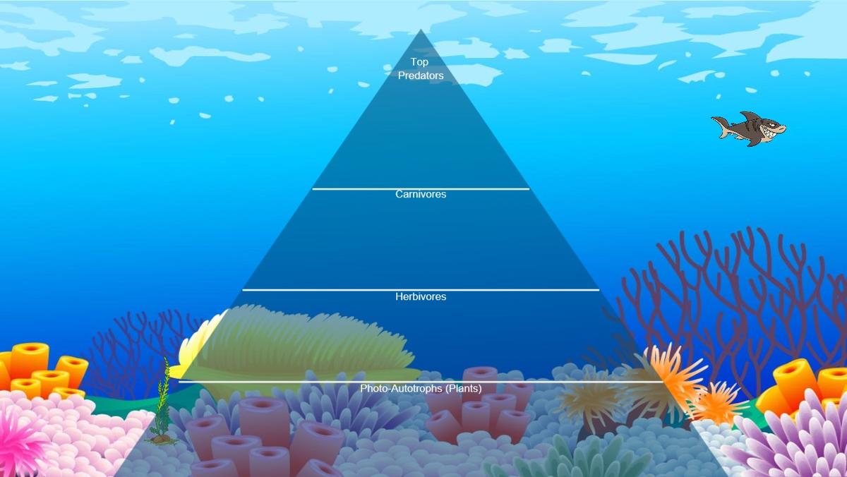 Ocean Ecological Pyramid