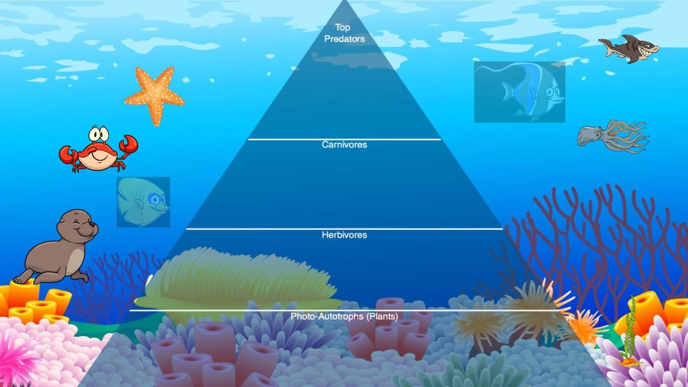 Ocean Ecological Pyramid