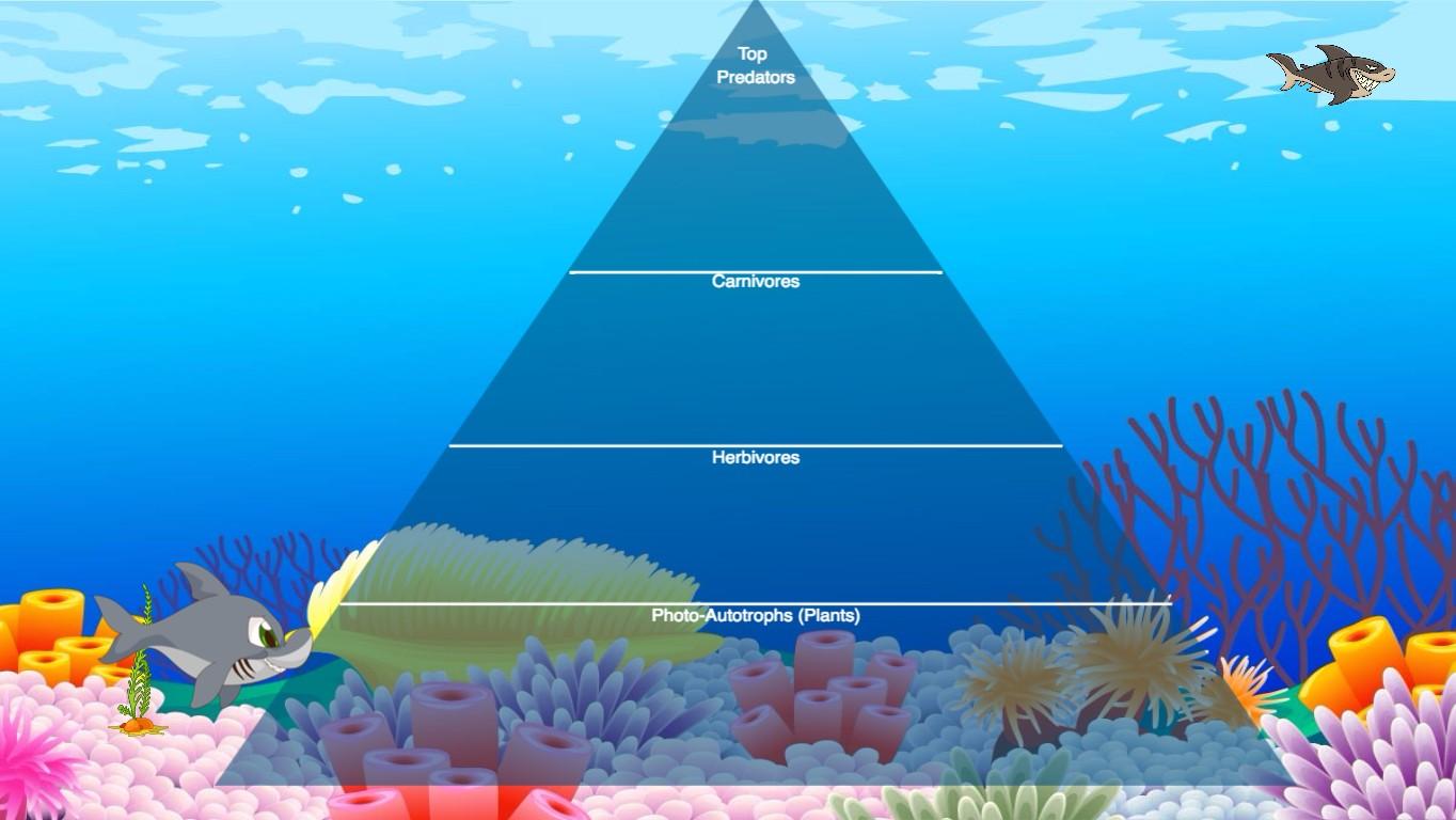 Ocean Ecological Pyramid