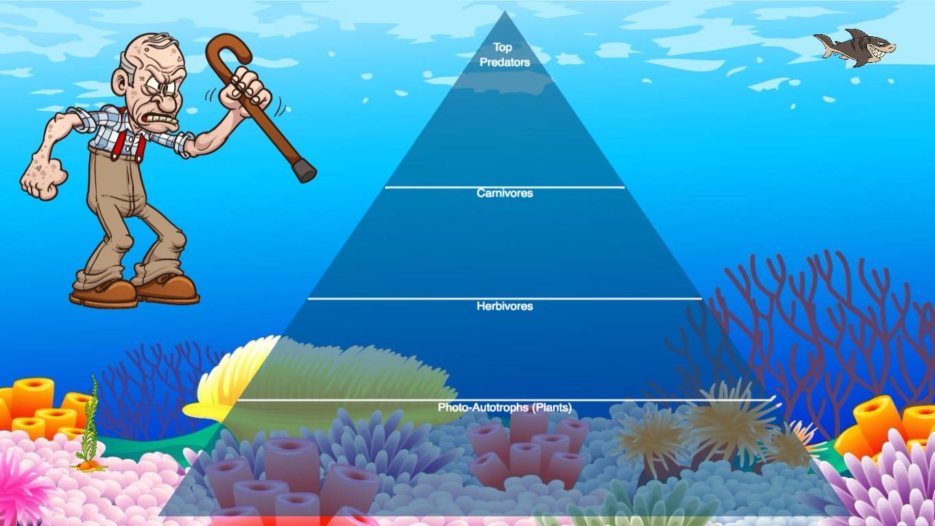 Ocean Ecological Pyramid