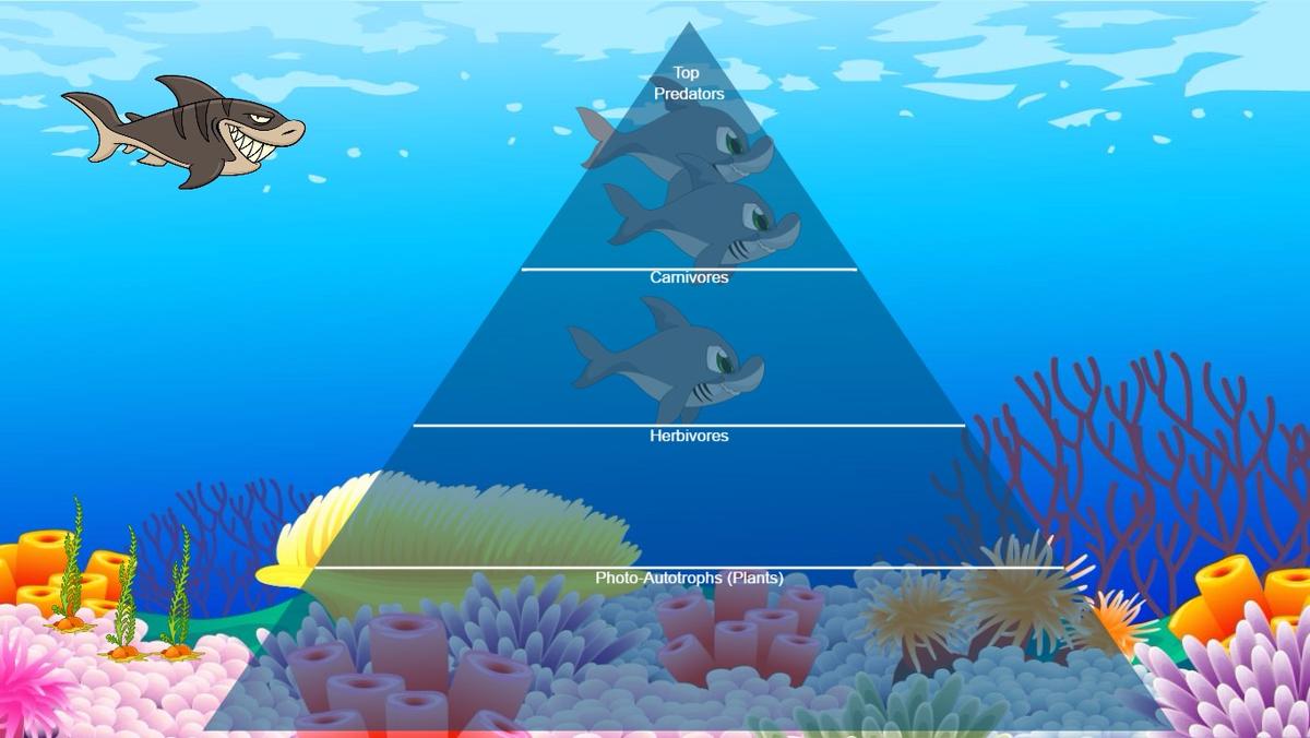 Ocean Ecological Pyramid