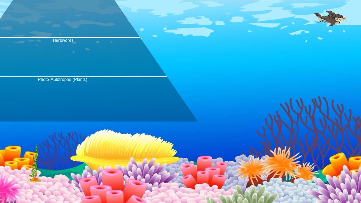 Ocean Ecological Pyramid