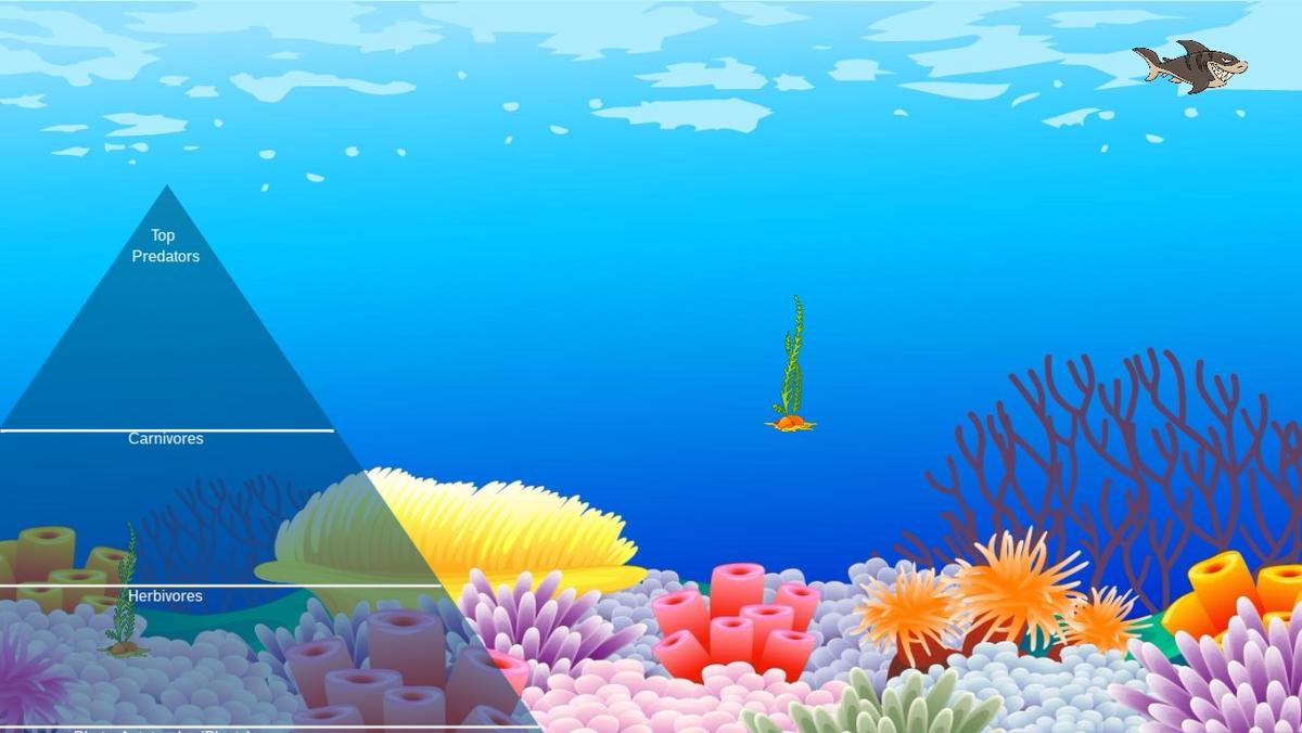 Ocean Ecological Pyramid