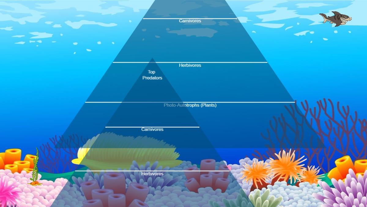 Ocean Ecological Pyramid