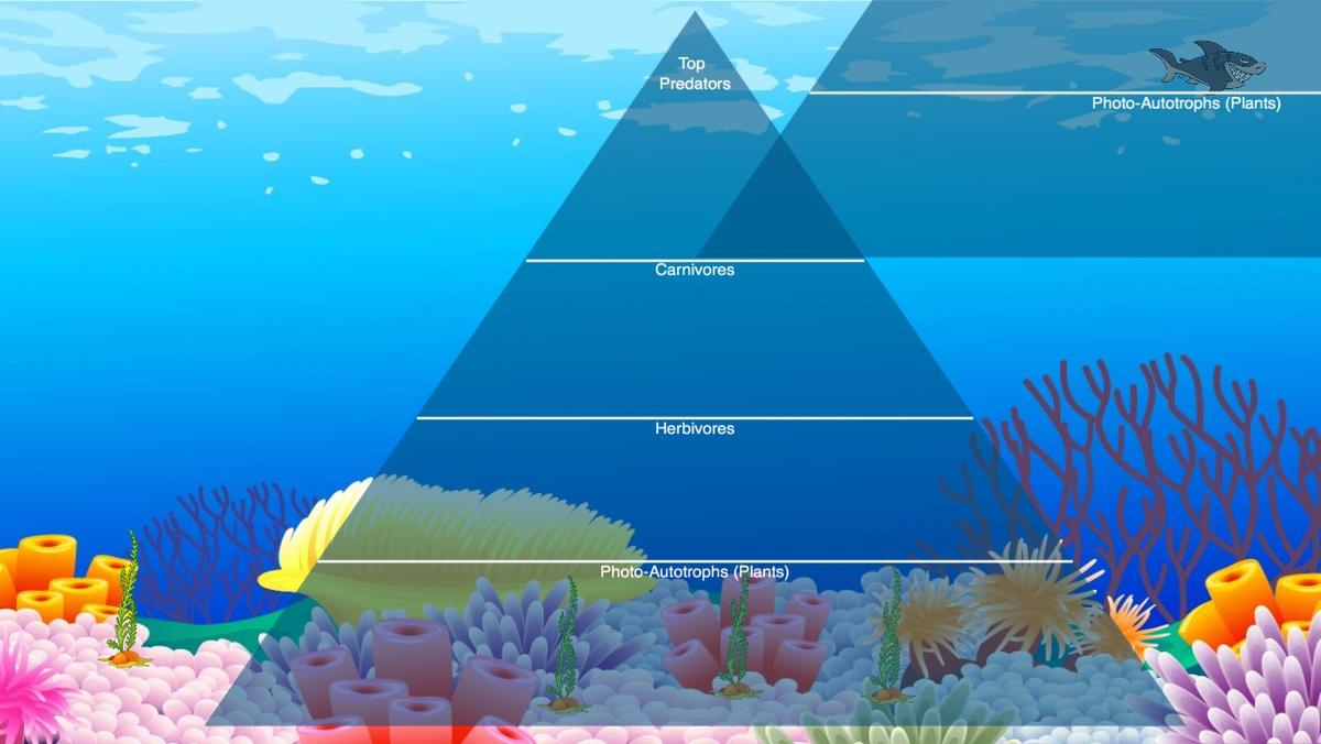 Ocean Ecological Pyramid