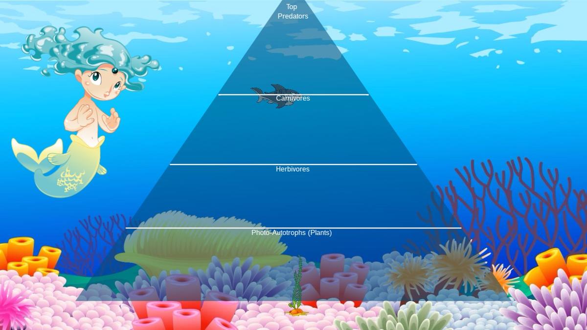 Ocean Ecological Pyramid