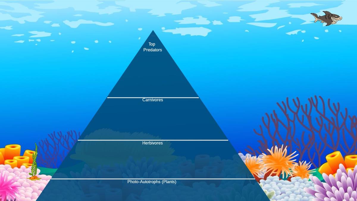 Ocean Ecological Pyramid