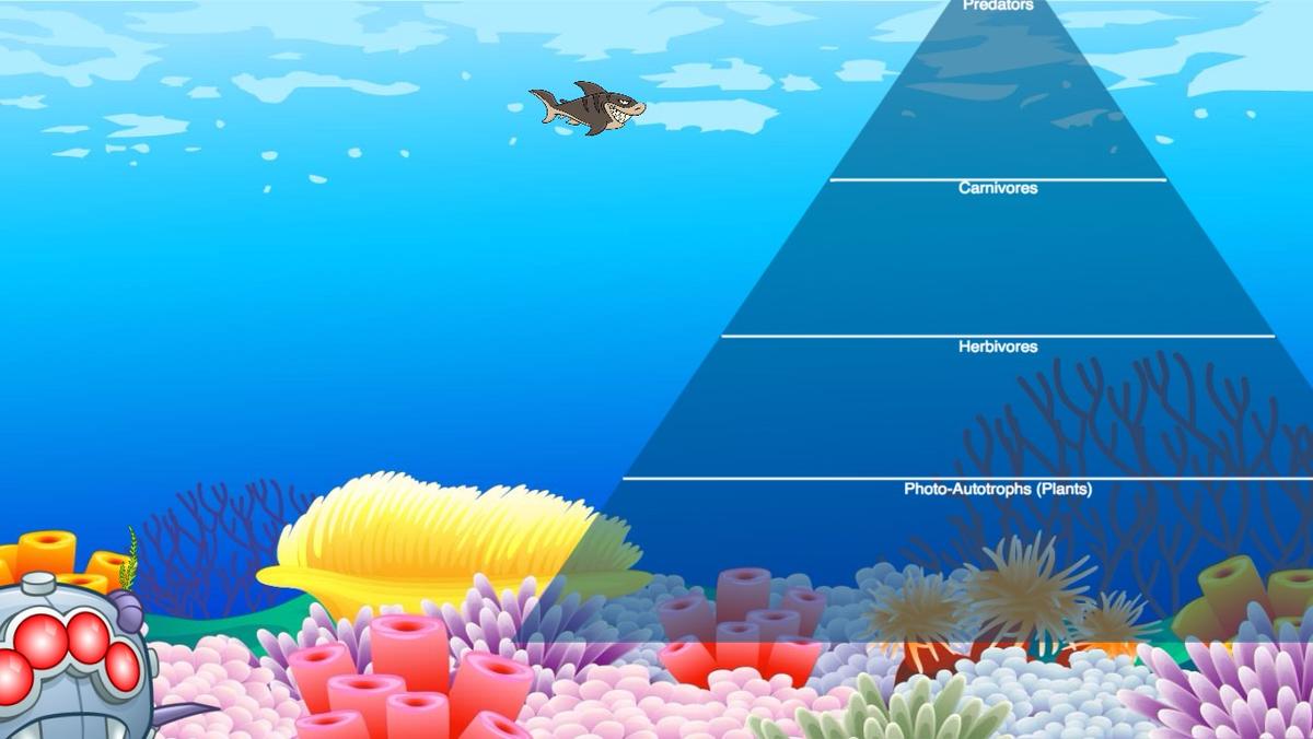 Ocean Ecological Pyramid