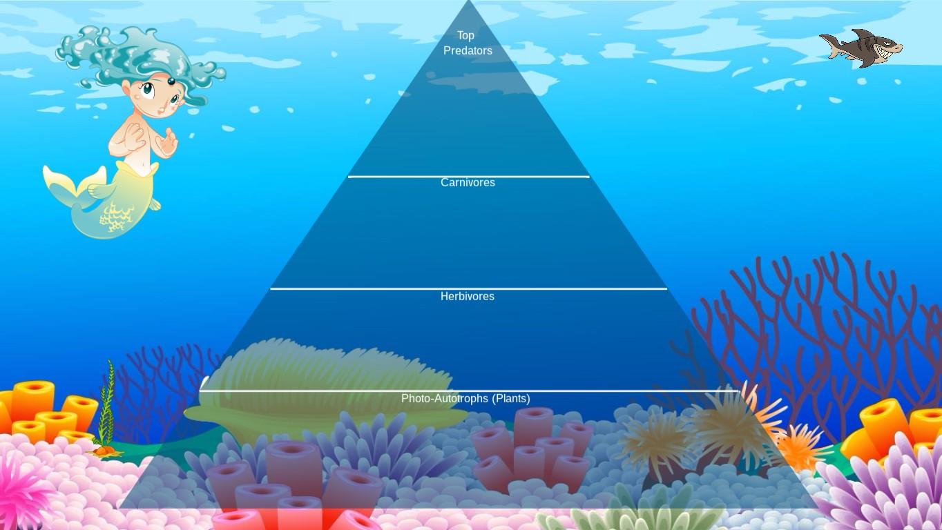 Ocean Ecological Pyramid