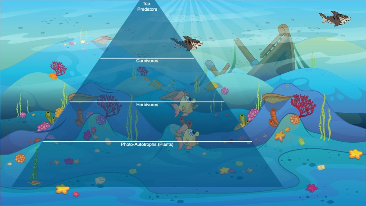 Ocean Ecological Pyramid