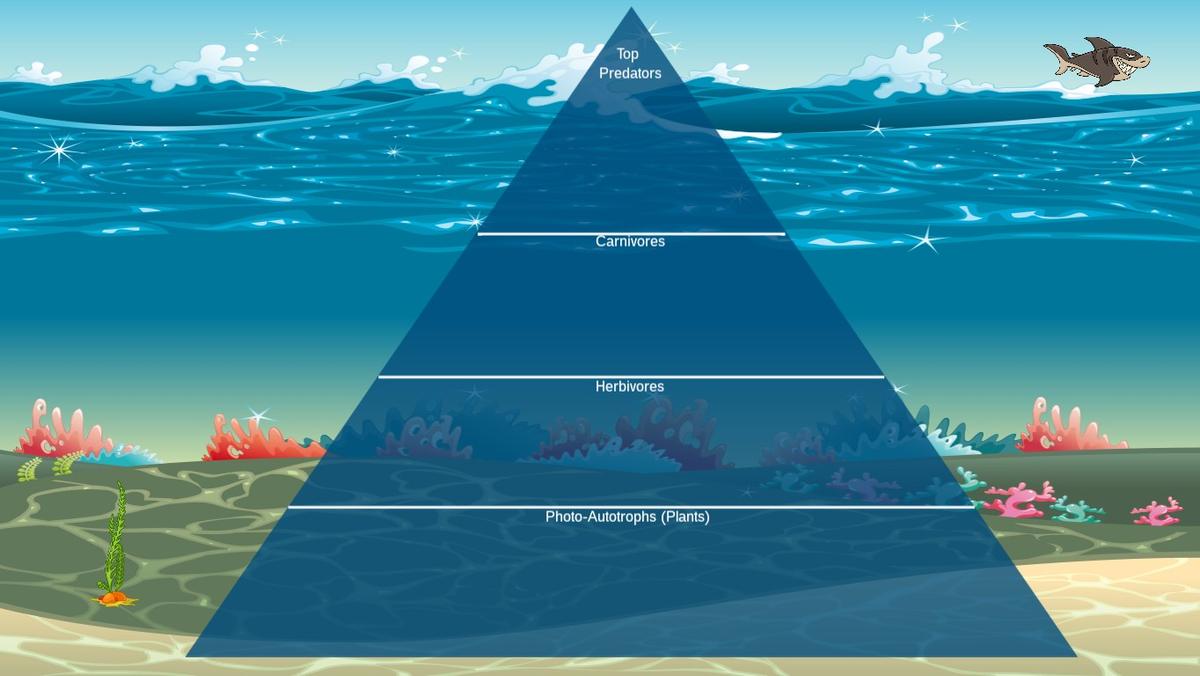 Ocean Ecological Pyramid