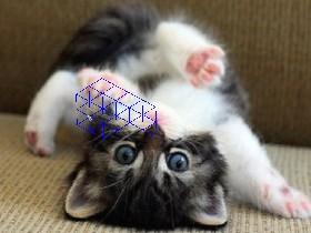 3D shape with cat