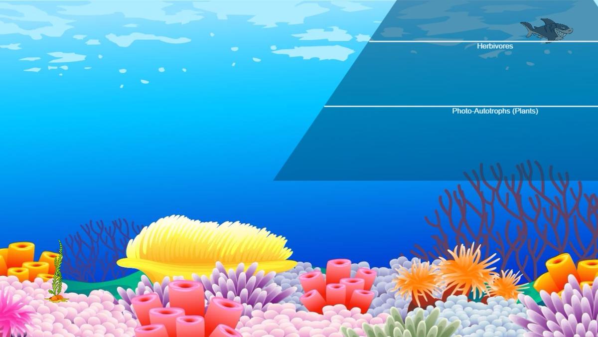 Ocean Ecological Pyramid