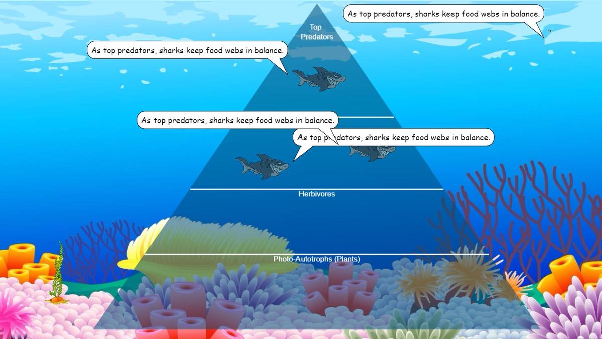 Ocean Ecological Pyramid