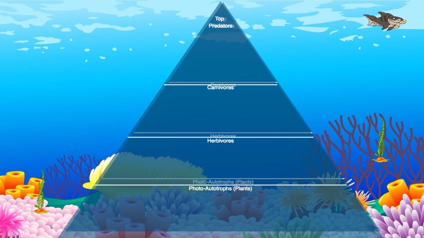 Ocean Ecological Pyramid