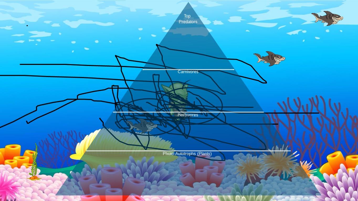 Ocean Ecological Pyramid