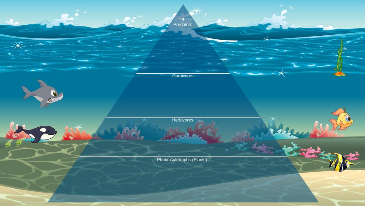 Ocean Ecological Pyramid