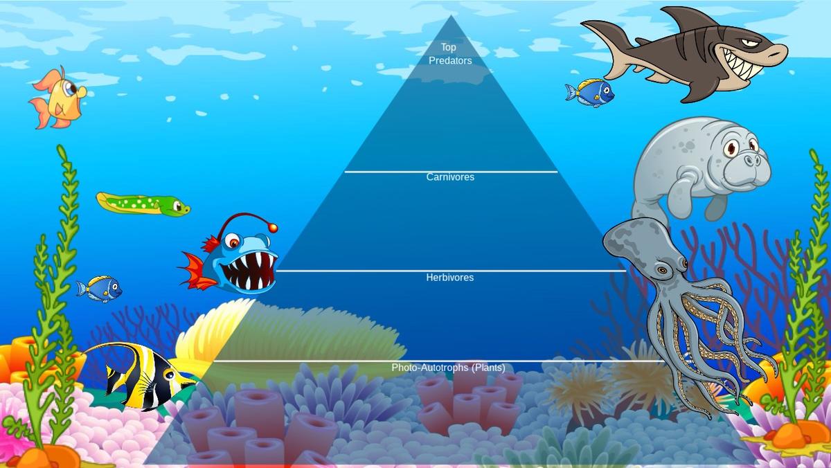 Ocean Ecological Pyramid