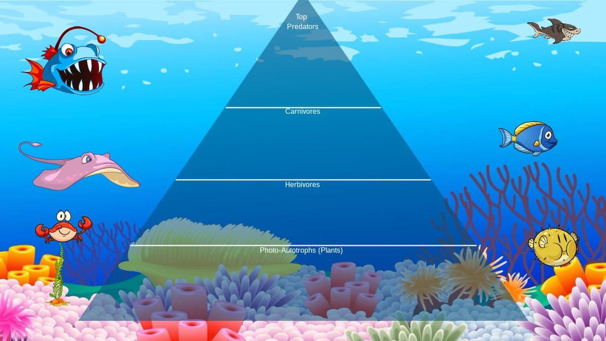 Ocean Ecological Pyramid