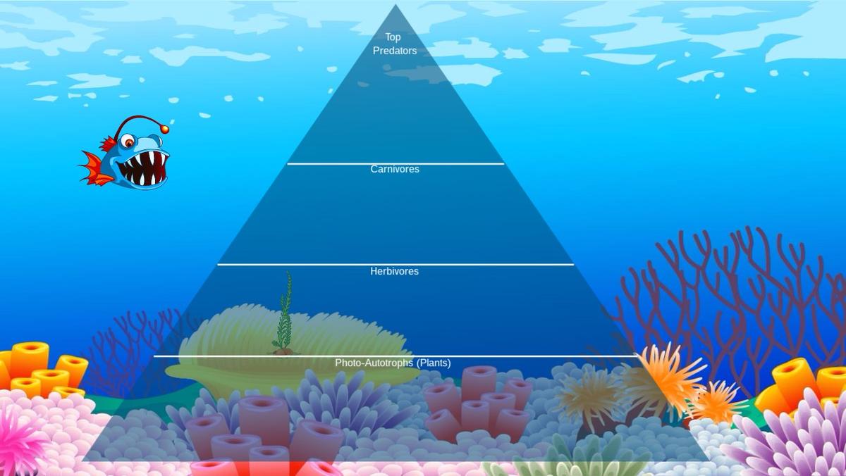 Ocean Ecological Pyramid