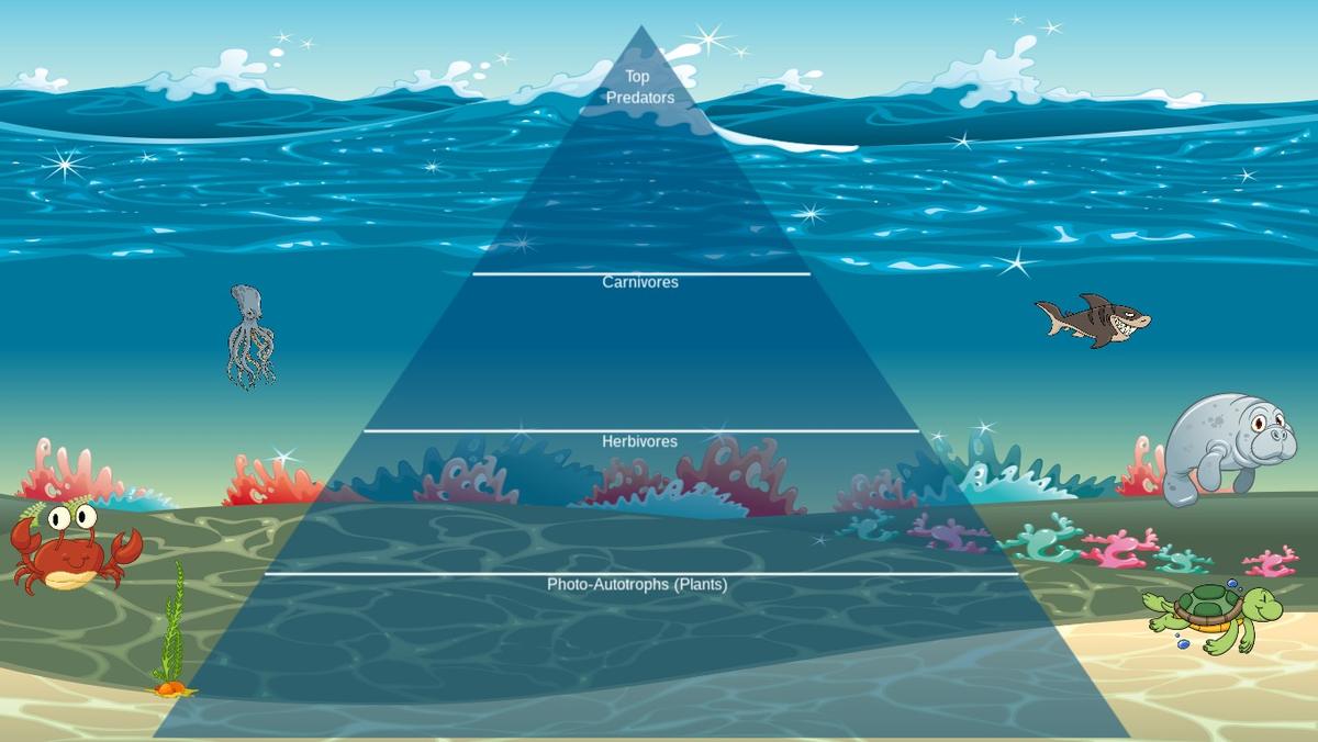 Ocean Ecological Pyramid