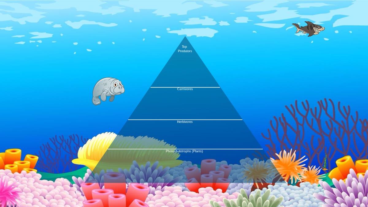 Ocean Ecological Pyramid