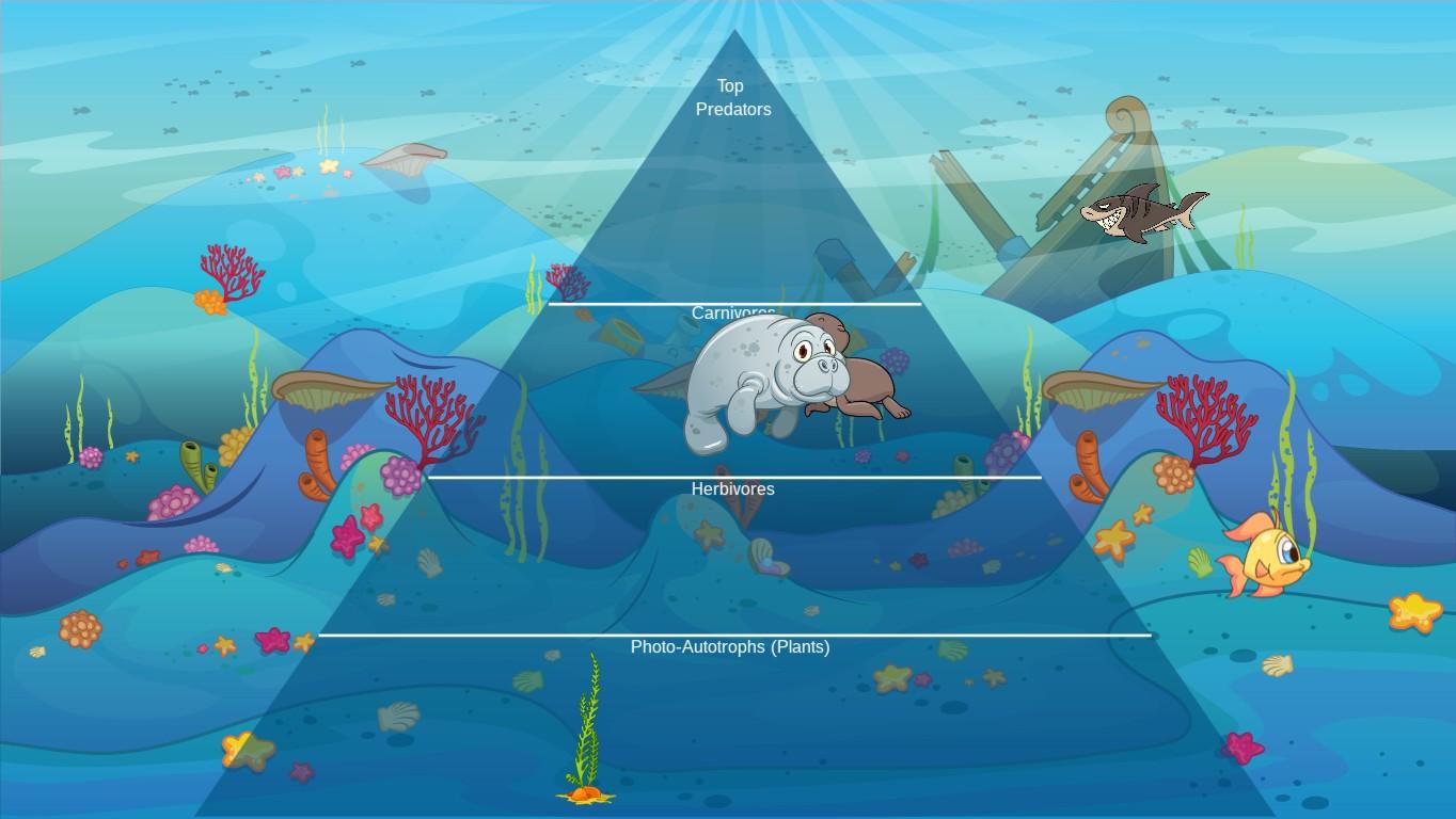 Ocean Ecological Pyramid