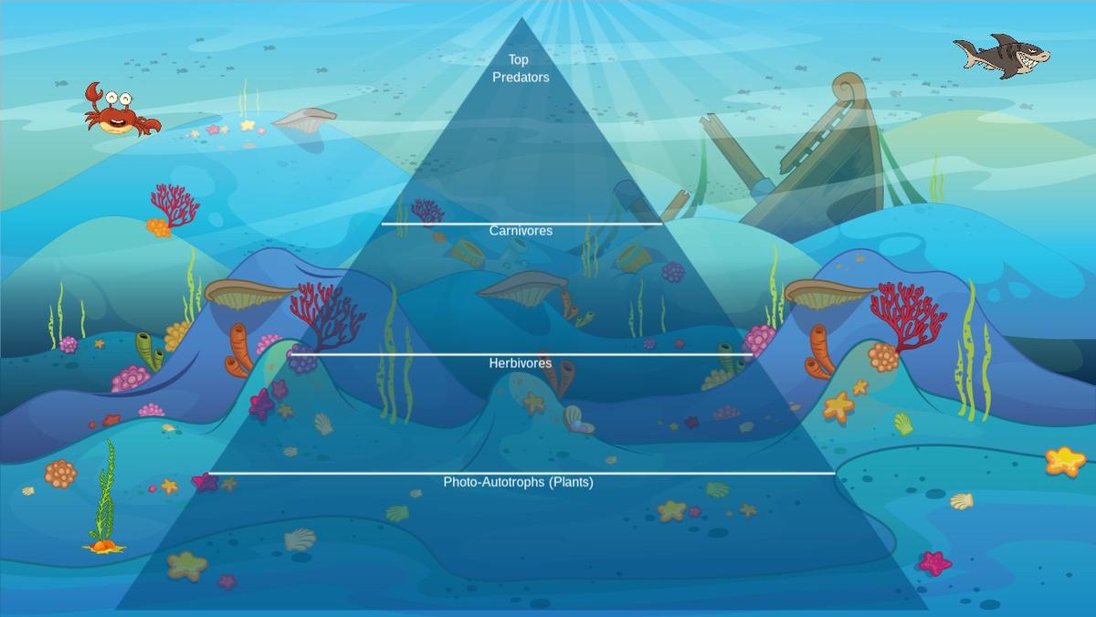 Ocean Ecological Pyramid