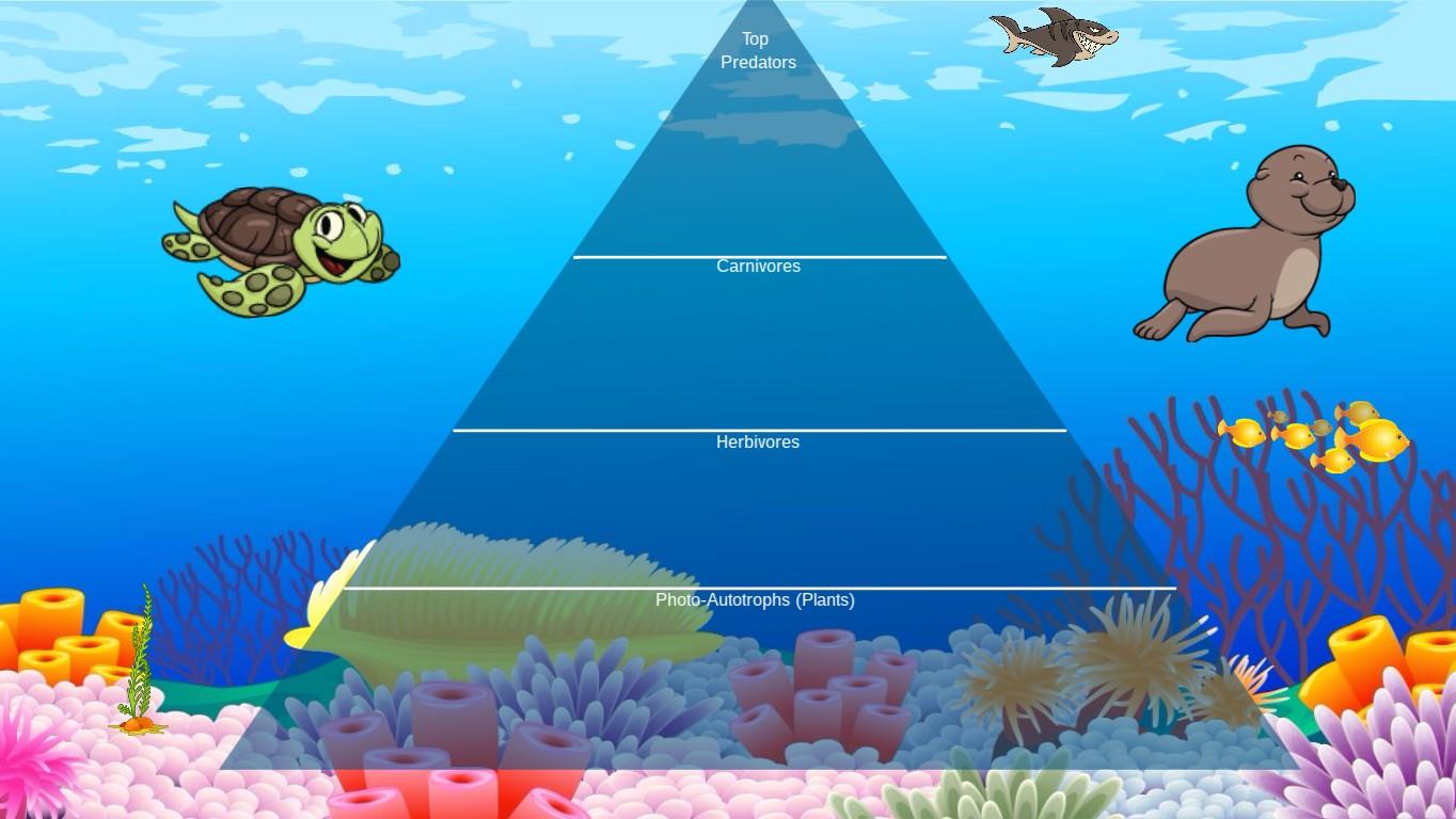 Ocean Ecological Pyramid