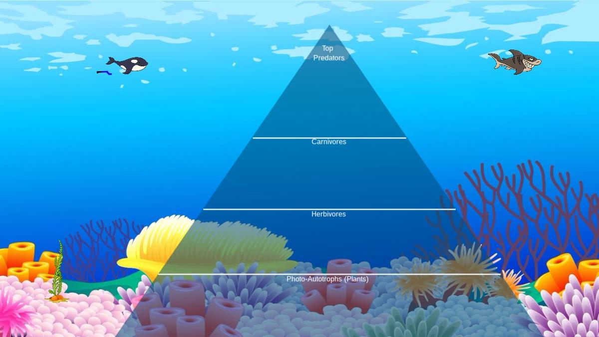 Ocean Ecological Pyramid