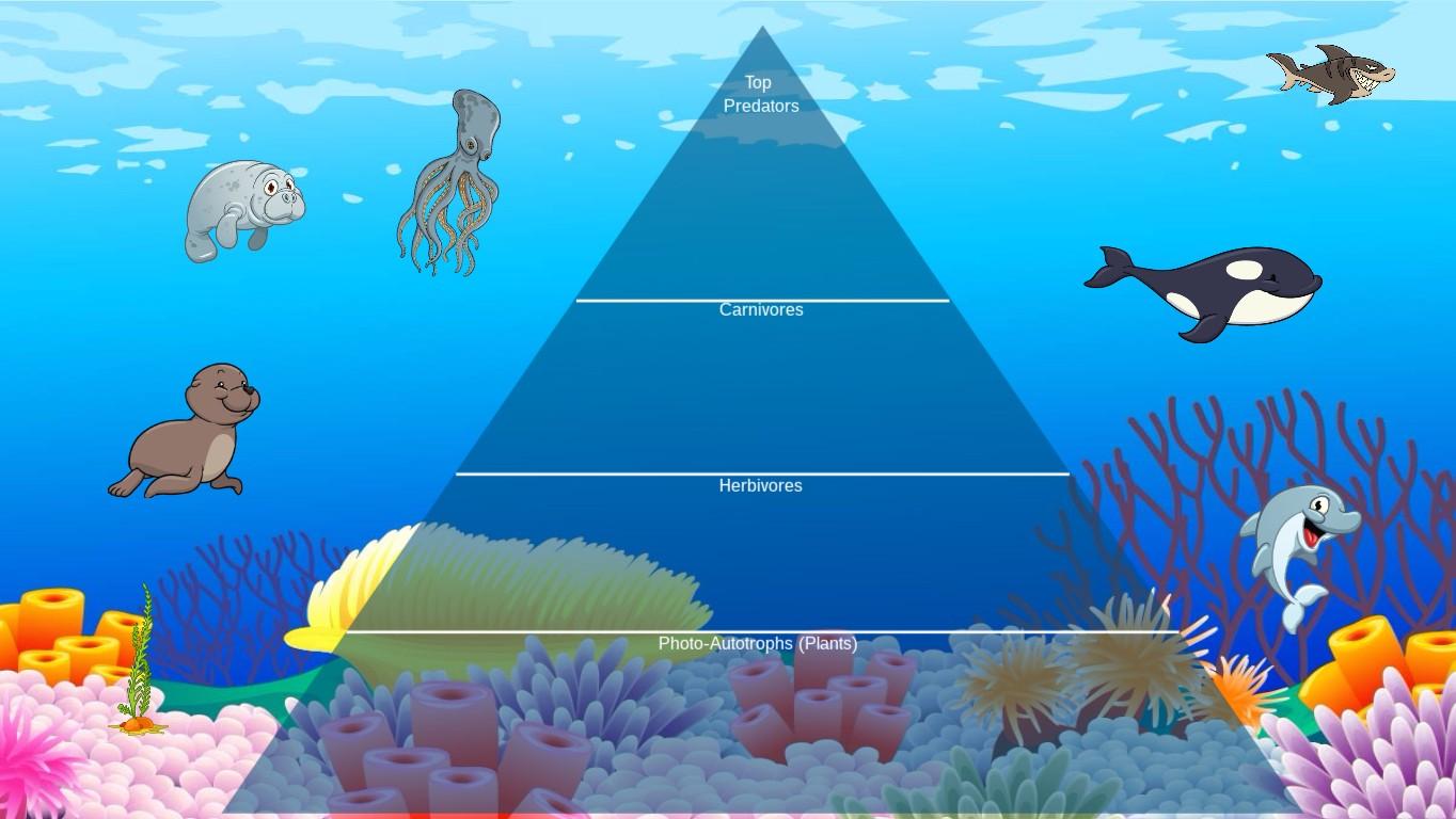 Ocean Ecological Pyramid