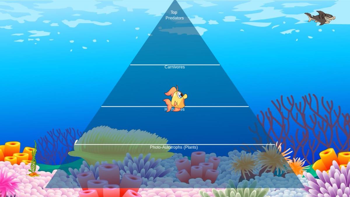 Ocean Ecological Pyramid