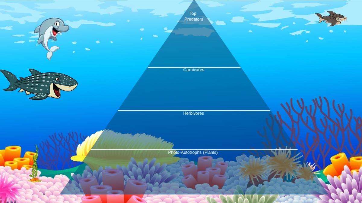 Ocean Ecological Pyramid