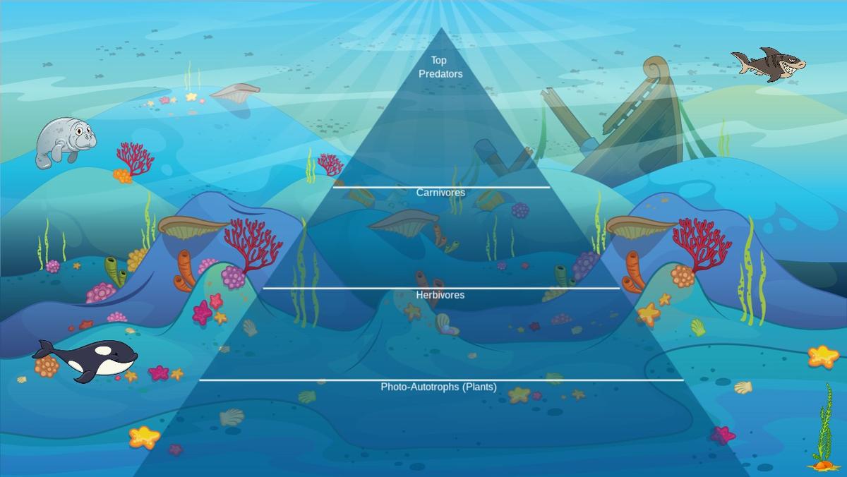 Ocean Ecological Pyramid