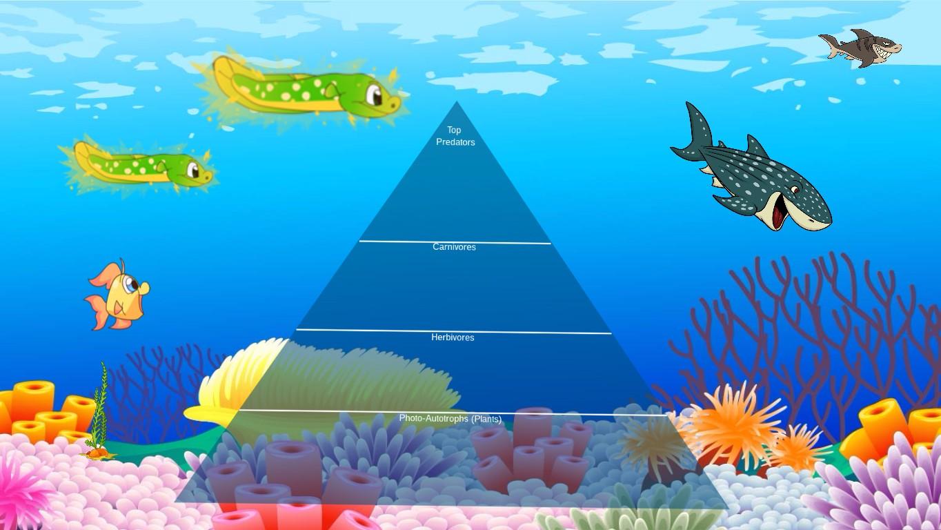 Ocean Ecological Pyramid