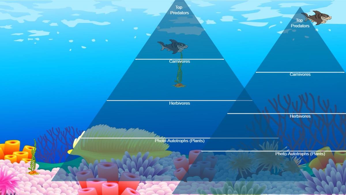 Ocean Ecological Pyramid