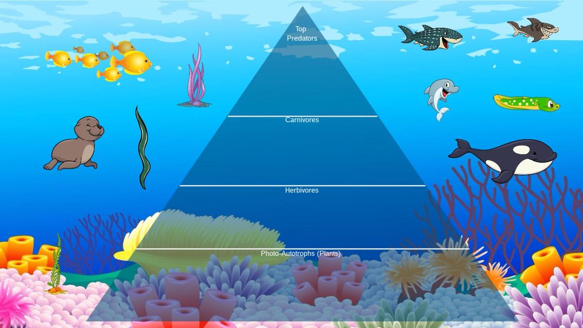 Ocean Ecological Pyramid