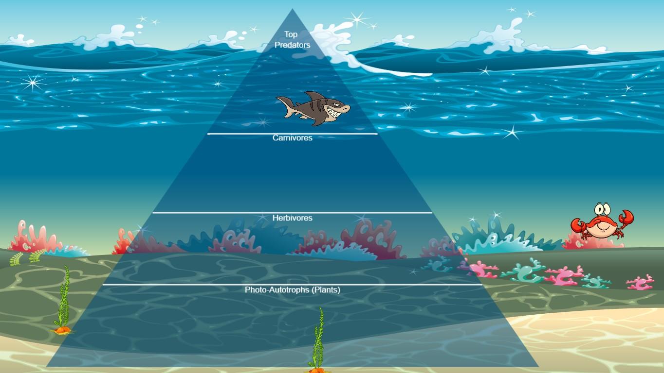 Ocean Ecological Pyramid