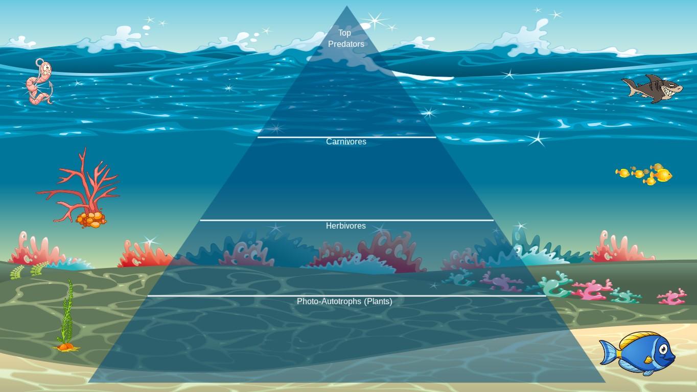 Ocean Ecological Pyramid