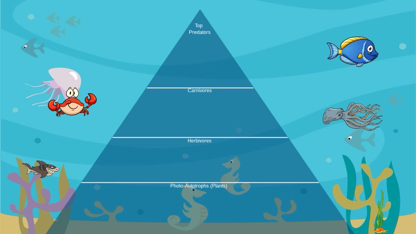 Ocean Ecological Pyramid