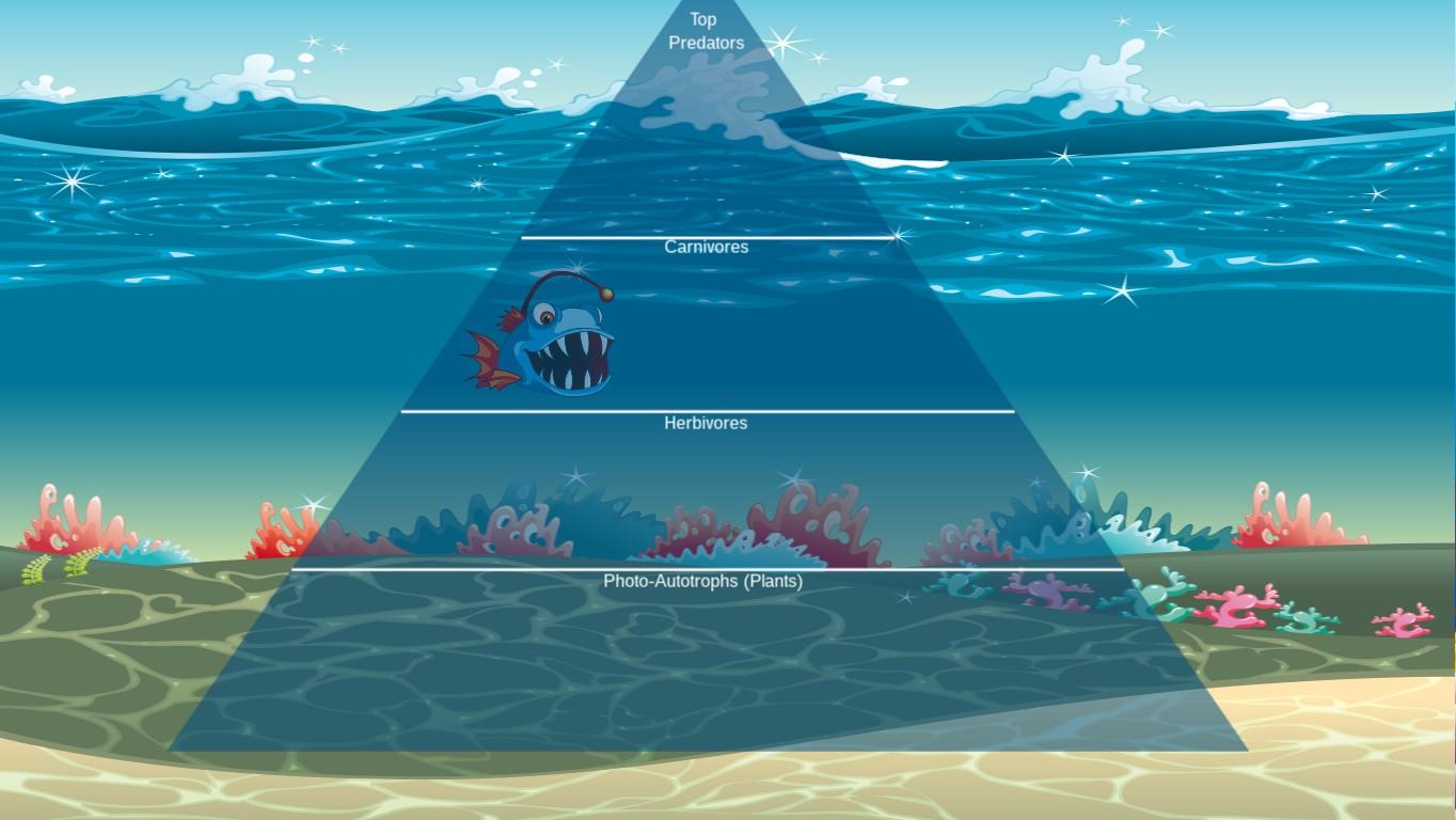 Ocean Ecological Pyramid